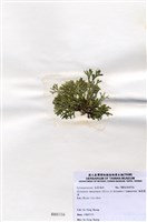 藏品(扁乳節藻)的圖片